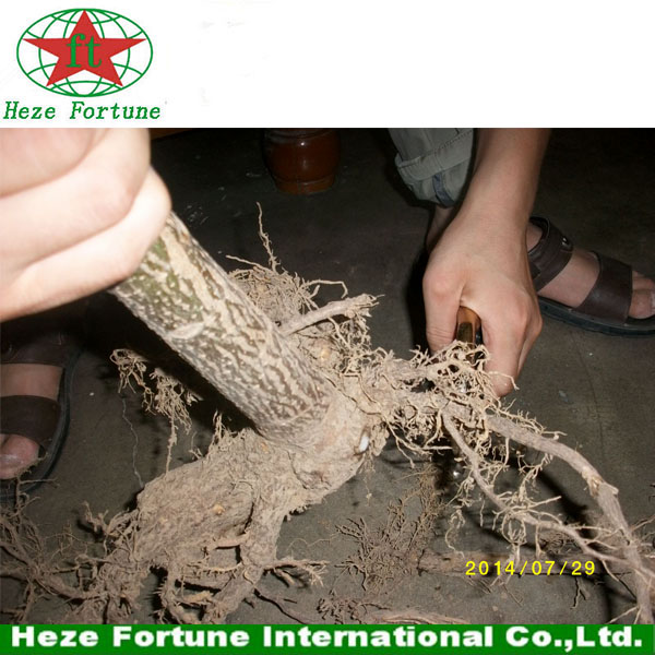 Technology supported paulownia roots cutting for planting