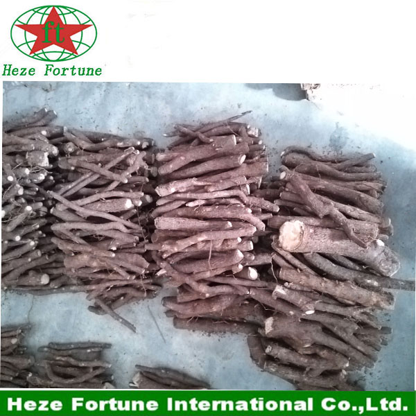 The fastest growing tree in the world paulownia elongata roots cutting for breeding