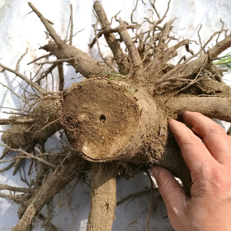 Three years old paulownia roots for selling