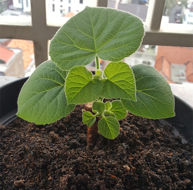 Tropical and cold climate species paulownia 9501 hybrid root
