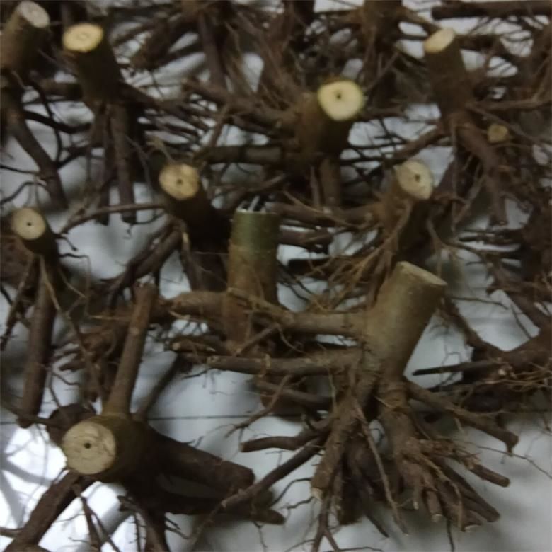 dry and cold resistant hybrid paulownia - paulownia shan tong - paulownia 9501 9502 9503 for planting