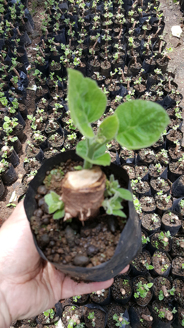 Top survive rate paulownia roots with certificate supported