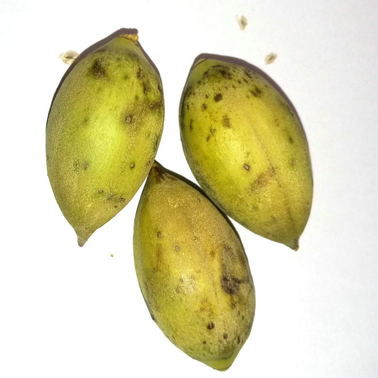 croissance rapide hybride résistant au froid paotong fortunei et tomentosa hybride royal impératrice arbres paulownia graines
