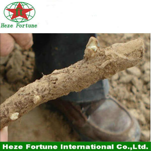 good gene paulownia hybrid 9501 root cutting