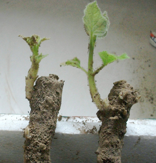 save time and work paulownia root better than seeds