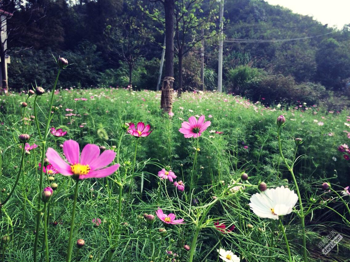 Garden expo