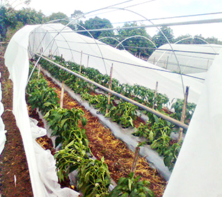 Slope Non Woven Fabric Manufacturer, Agricultural Non-woven Fabric Wholesale, Spunbond Nonwoven On Sales