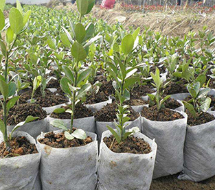 China Nursery Bag Manufacturer, Non Woven Seedling Bag On Sales, Nursery Bag Vendor