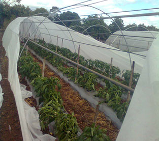 Agricultural Ground Cover Wholesale, Agriculture Mat Factory, Agriculture Nonwoven Cover Manufacturer