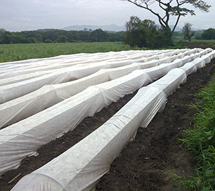 Agricultural Fabric On Sales, Agriculture Nonwoven Cover Supplier, Agricultural Shade Cloth Supplier