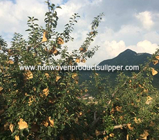 China Spunbond Non Woven Bag Supplier, Fruit Non Woven Bag On Sales, Fruit Protection Bag Company