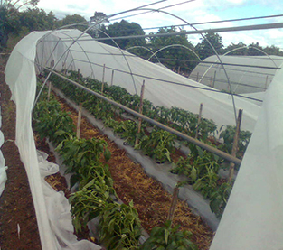 Agricultural Fabric Supplier, Agriculture Cover Factory, Agricultural Covering Nonwovens Wholesale
