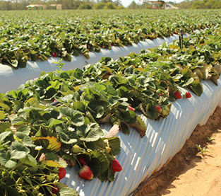 Weed Control Mat Supplier, Weed Barrier Fabric Factory, Weed Control Membrane Wholesale