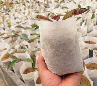 China Nursery Bag Supplier, Non Woven Seedling Bag Company, Nursery Bag Factory