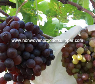Agricultural Fruit Bag Factory, Non Woven Bagging Manufacturer, Protection Bag Wholesale