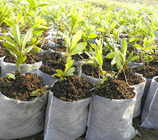 Garden Grow Planting Bag Manufacturer, Wholesale Vertical Garden Planter Factory, Garden Plant Bag On Sales