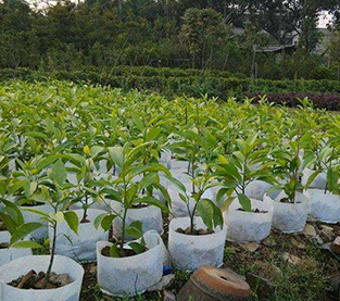 China Nursery Bag On Sales, Non Woven Seedling Bag Factory, Nursery Bag Wholesale