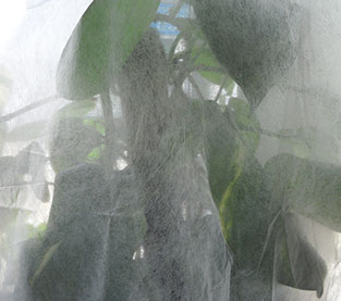 Greenhouse Non Woven Cover Factory, Agricultural Shade Cloth Manufacturer,  Agriculture Cover Wholesale