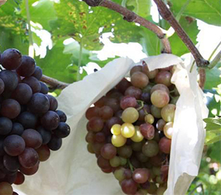 Non Woven Protection Bag Factory, Nonwoven Bagging Wholesale, Agricultural Fruit Bag Company