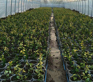 China Nursery Bag Company, Non Woven Seedling Bag Vendor, Nursery Bag Supplier