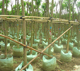 China Root Pouch Wholesale, Planter Bag Supplier, Grow Bags On Sales