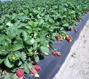 Weed Control Fabric Factory, Weed Control Membrane Supplier, Weed Control Mat Wholesale
