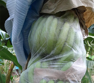 中國 無紡布水果袋有什麼好處？ 製造商