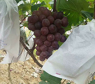 中國 水果套袋的優缺點，你選擇包包與否？ 製造商