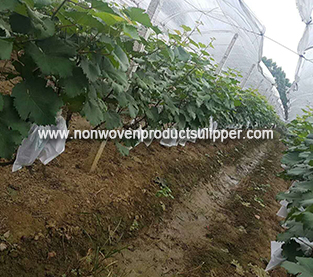 中國 我們應該取消裝袋技術嗎？ 製造商