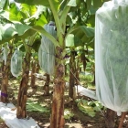 中國 香蕉束蓋供應商，PP無紡香蕉束蓋，香蕉保護蓋批發在中國 製造商