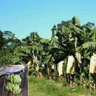China Bananen-Schutz-Abdeckungs-Fabrik, nicht-Verschmutzung Bananen-Schutz-Abdeckung, Bananen-Abdeckungs-Hersteller in China Hersteller