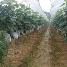 China China Fornecedor dos sacos da uva, produto reusável do saco da proteção do fruto dos sacos da uva de China, saco da proteção da fruta em vendas fabricante
