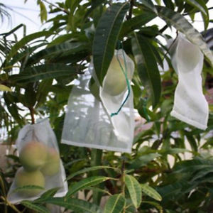 China Fruit Growing Bags Company, Promotion And Protection Fruit Growing Bags, Fruit Protection Bags Vendor In China manufacturer