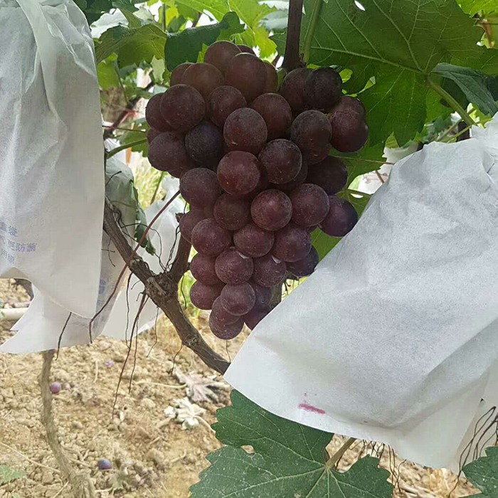 China Grape Cluster Bags Vendor, Reusable PP Fabric Grape Cluster Bags, Grape Protection Bags On Sales In China Hersteller