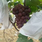 China Trauben-Block sackt Verkäufer, wiederverwendbare pp. Gewebe-Trauben-Gruppen-Taschen, Trauben-Schutz-Taschen auf Verkäufen in China ein Hersteller