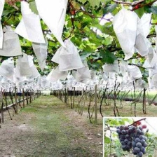 China Fábrica crescente dos sacos da uva, sacos crescentes da uva não tecida reusável da tela, fornecedor crescente dos sacos da uva em China fabricante