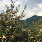 Cina Azienda delle borse del mango, tessuto dei pp non per le borse del mango, fornitore della copertura del mango in Cina produttore