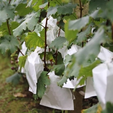 Китай Защитная фабрика из виноградных мешков, полипропиленовая нетканая защита от спанбонда для винограда, поставщик нетканого виноградной сумки в Китае производителя