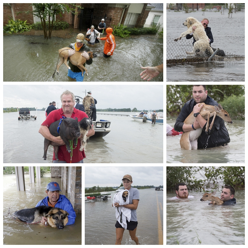 Huracán Harvey golpeó Texas 2017, la velocidad y el rendimiento huracán estará con usted